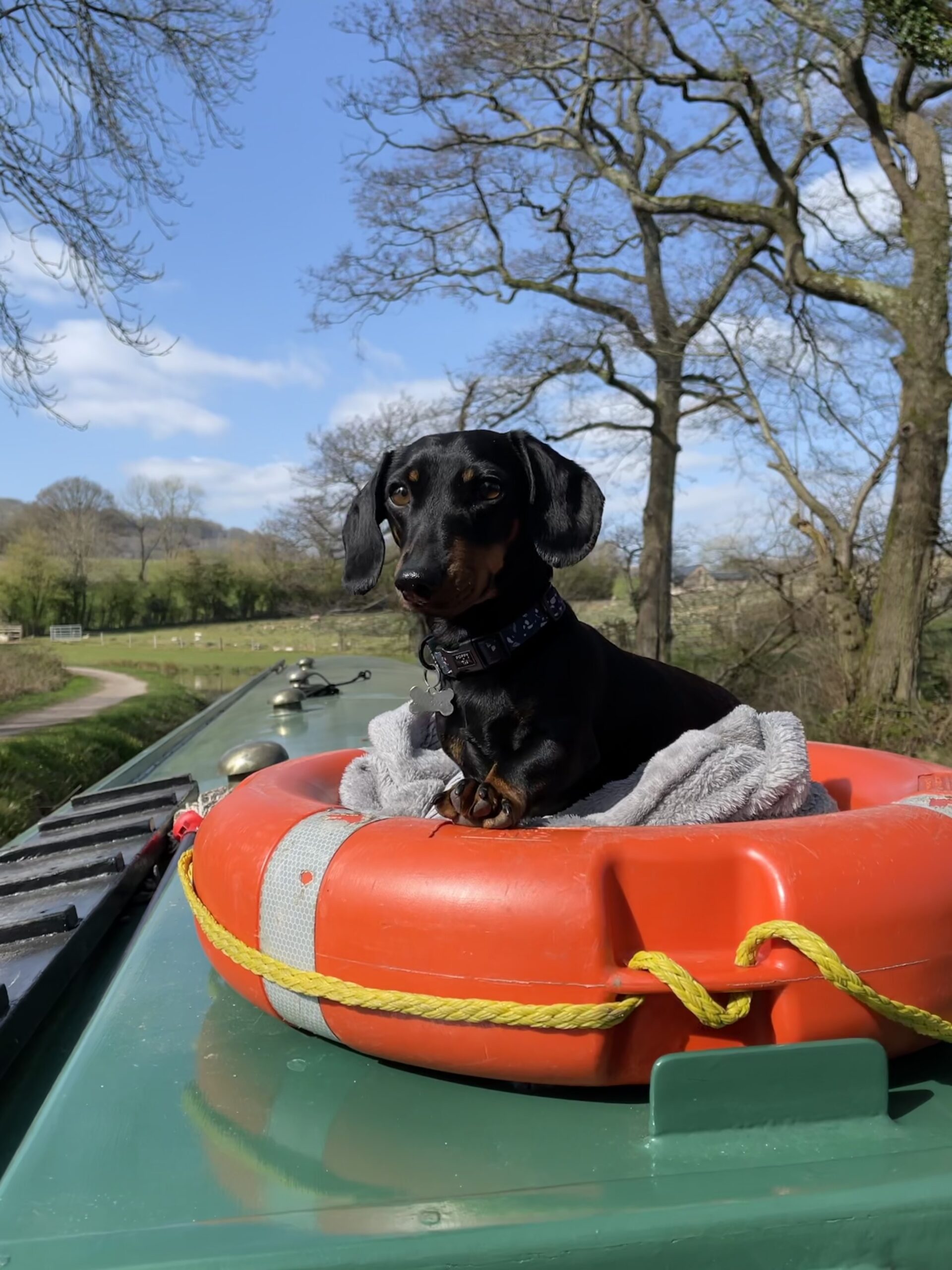 Pets welcome aboard most of our boats