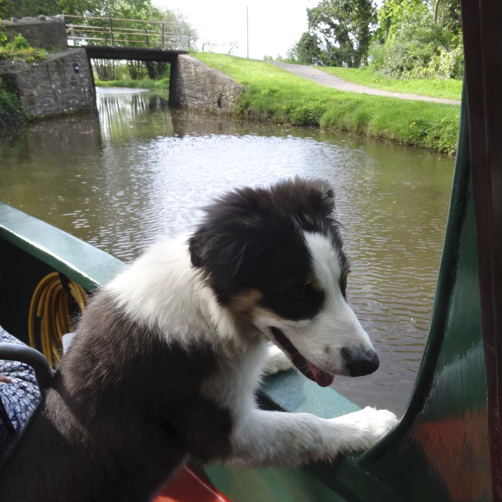 Dog enjoying a narrowboat trip